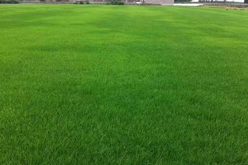 草坪科學養(yǎng)護指南 修剪與矮化劑使用建議