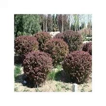 供應優(yōu)質紅葉小檗球 工程綠化理想之選，冠幅60-80厘米基地直銷